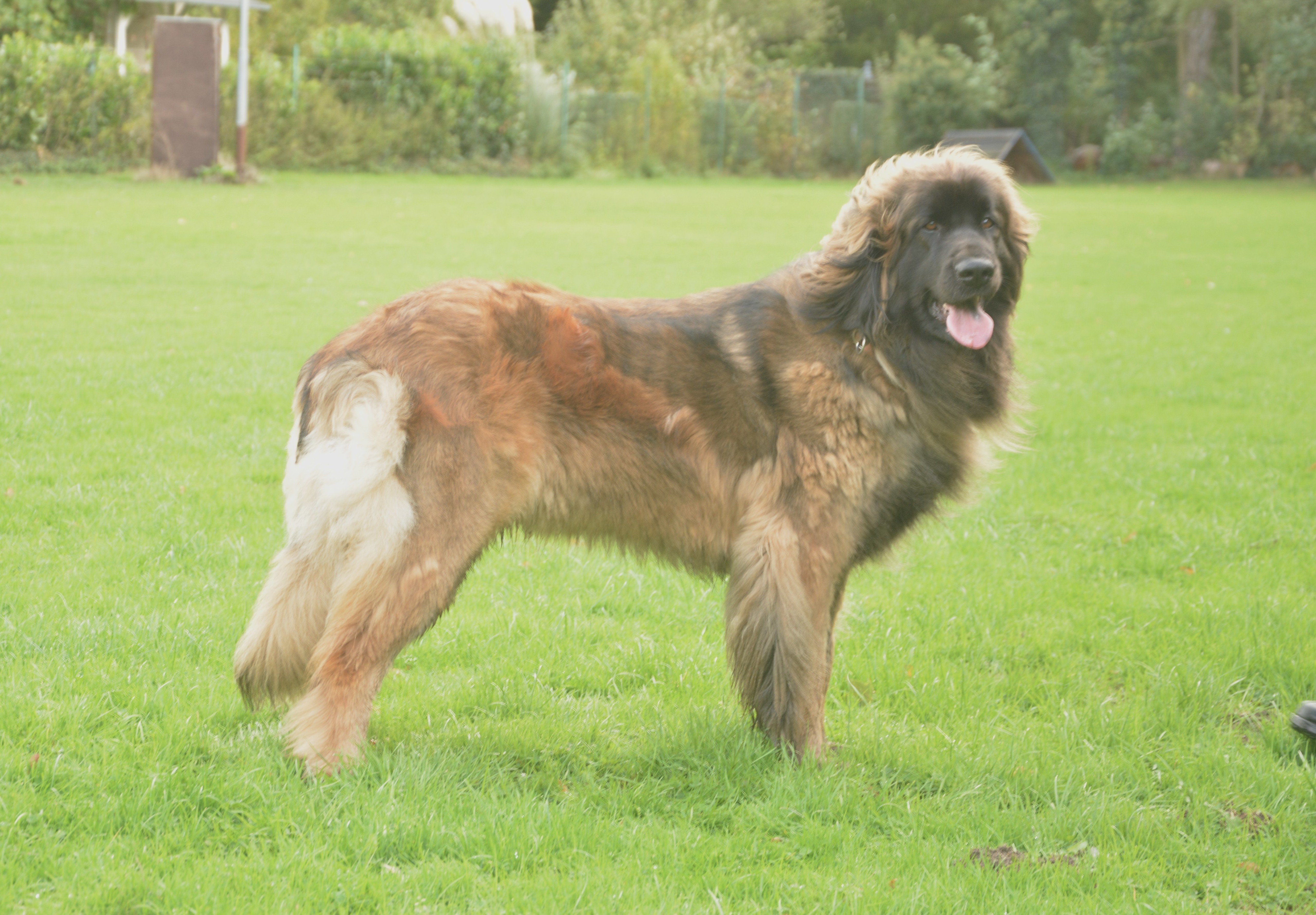 Jackpot Jette Joop Lion vom Steinbachwald