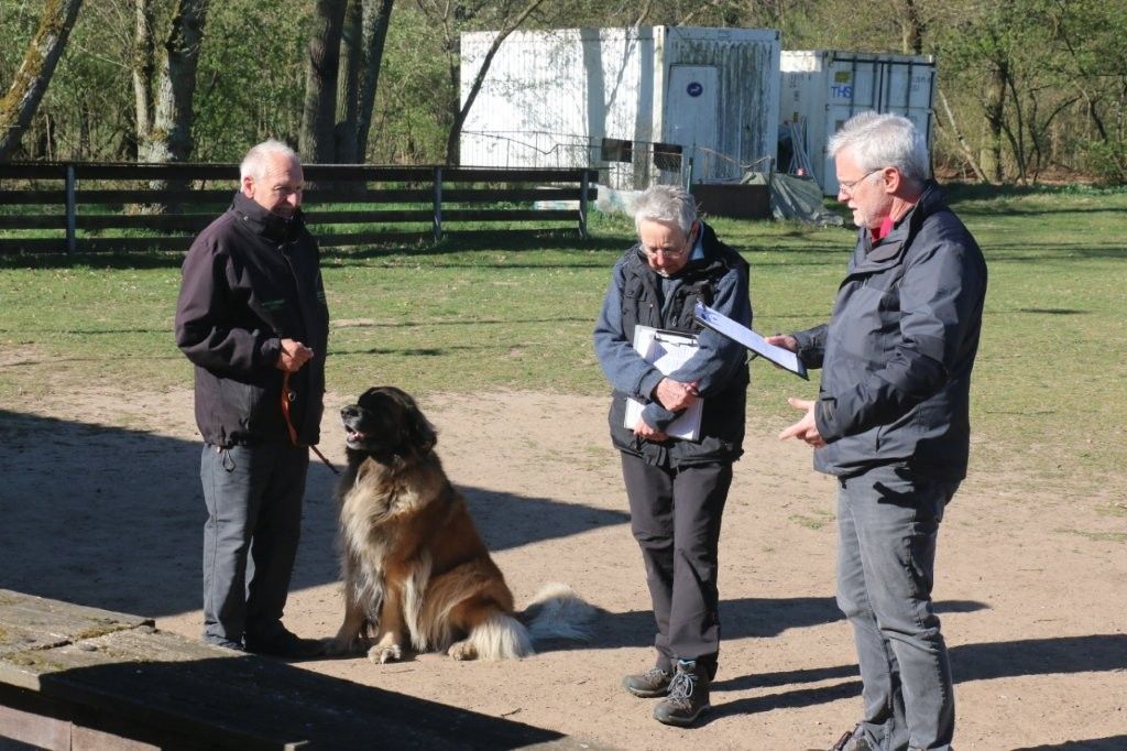 Bericht über die Begleithundeprüfung der LG Hessen
